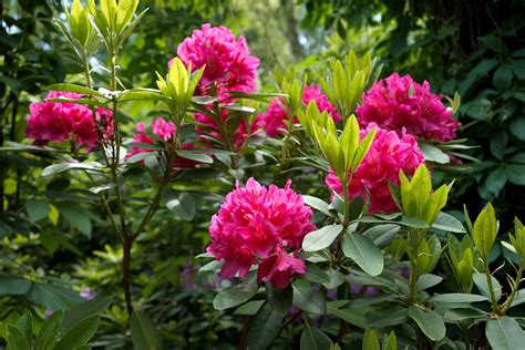 Rhododendron Purple Flower Plant - Free photo on Pixabay