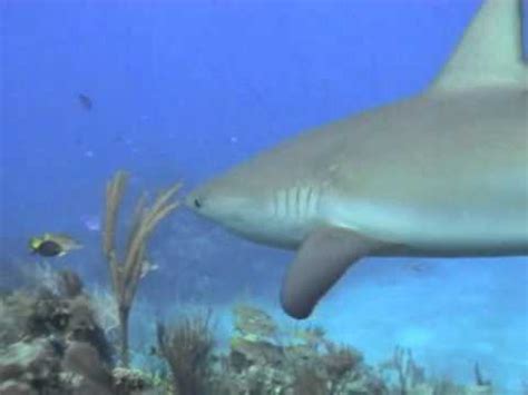 Sharks Underwater Video - Great Screensaver - YouTube