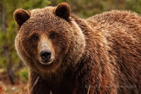 Bear0013.tif | Robert Postma Photography