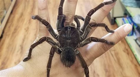 The Goliath Bird-Eating Spider Is the World’s Largest Tarantula | Rare