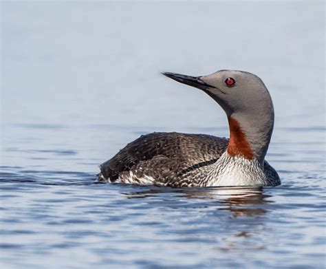 Red-throated Loon - Owen Deutsch Photography