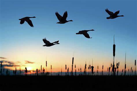 Xxl Migrating Canada Geese At Sunset Photograph by Sharply done - Fine Art America