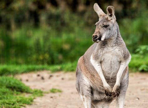 Blackpool Zoo to raise funds for Australian wildlife crisis | BIAZA