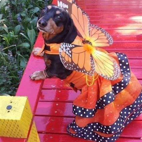 Butterfly Costume - Etsy