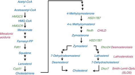 [DIAGRAM] Metabolic Pathways Diagram With Cholesterol - MYDIAGRAM.ONLINE