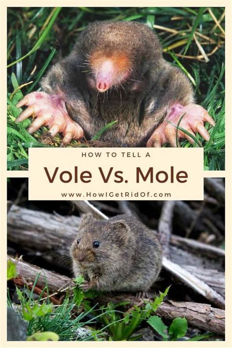 How To Tell A Vole Vs. Mole - How I Get Rid Of