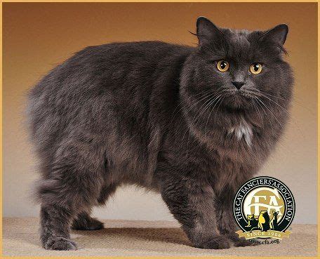 Photos of the top Manx for the show season 2012-2013 | Cats, Cat breeds, Cat lovers