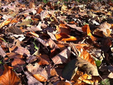 Free Images : tree, nature, branch, wood, leaf, soil, colorful, season ...