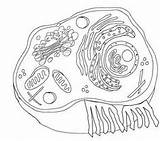 Plant Cell Coloring  Dibujos De celulas Célula vegetal Partes La sketch template