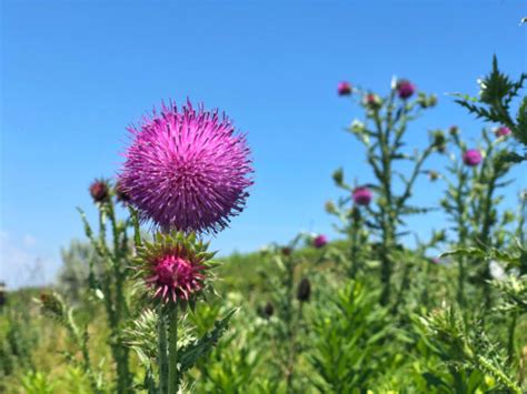 All About Musk Thistle - Minneopa Orchards