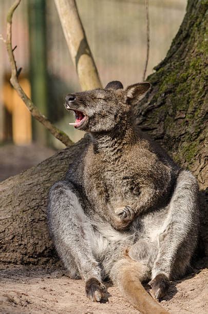 Kangaroo Teeth Stock Photos, Pictures & Royalty-Free Images - iStock