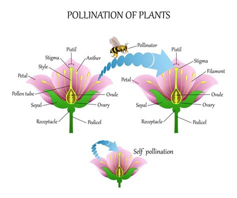 1,672 Cross Pollination Royalty-Free Photos and Stock Images | Shutterstock