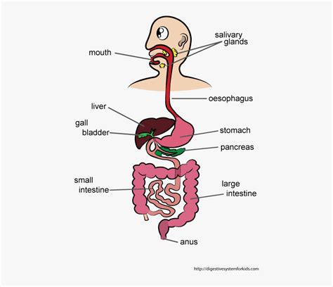 Cartoon Digestive System Drawing, HD Png Download - kindpng