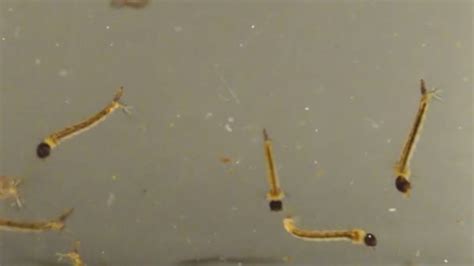 Asian Tiger Mosquito Larvae and Pupae in polluted water — Stock Video ...