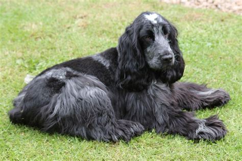 English Cocker Spaniel Info, Temperament, Puppies, Pictures