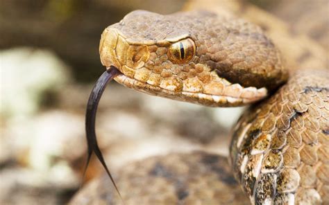 The most venomous animals on Earth, ranked - CNET