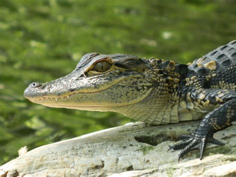 Baby Gator photo! : r/pics