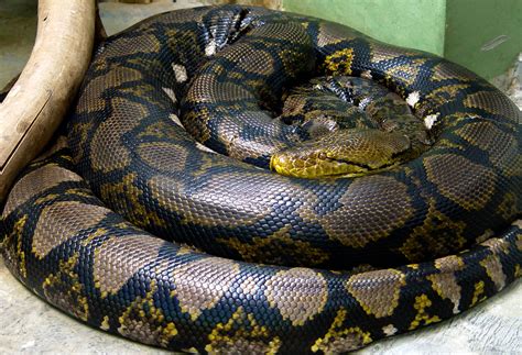 Reticulated python - Wikipedia