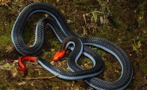 A venomous paradox: how deadly are Australia's snakes?