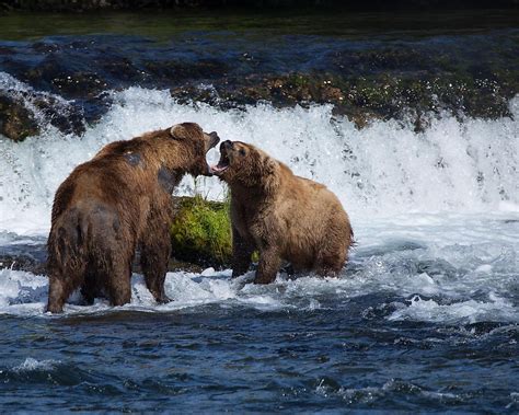 Brown Bear Facts: Animals of North America - WorldAtlas