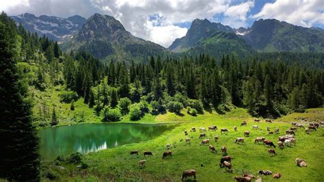 Fondos de pantalla : 1920x1080 px, Alpes, Animales, Nubes, Vacas, campo, bosque, césped, Italia ...