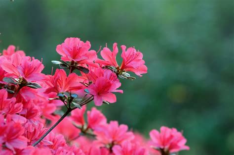 How Much and How Often to Water Azaleas (Indoors and Outdoors) – The Garden Hows