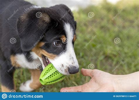 A Puppy of the Sennenhund Entlebucher Breed Studies Teams with a Ball ...