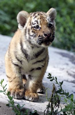 Siberian Tiger Facts, Cubs, Habitat, Diet, Adaptations, Pictures