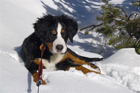 Dogs In Cold Weather: Boots And Coats For Winter