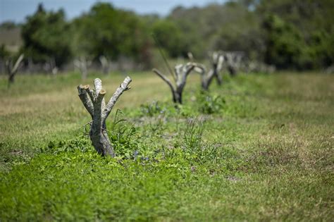 Texas olive trees hammered by February freeze. State’s olive industry won’t have another big ...