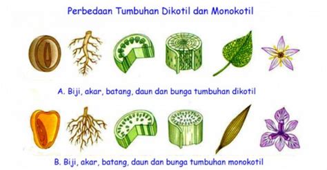 Serba Serbi Biologi: Perbedaan Tumbuhan Dikotil dan Monokotil