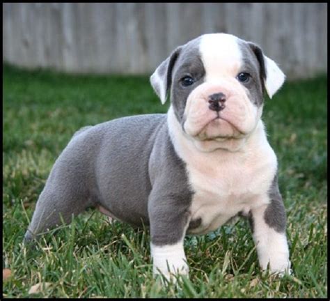 blue old english bulldog puppies | Zoe Fans Blog American Bulldog ...