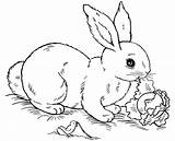 Free Printable Rabbit Coloring Pages For Kids sketch template