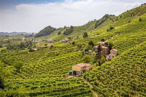 Panorama of Vineyard County Around Valdobbiadene Stock Image - Image of bottle, landscape: 153085831