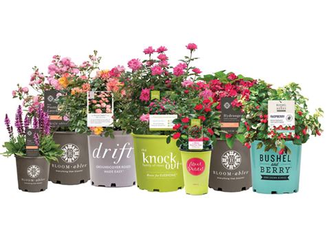 Star Roses and Plants is Helping Future Generations Blossom with a ...