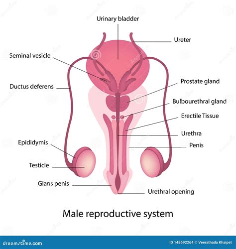 Male Reproductive System