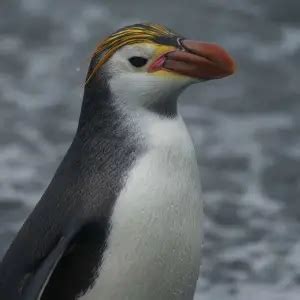 Royal Penguin - Facts, Diet, Habitat & Pictures on Animalia.bio