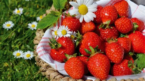 Download Chamomile Berry Food Strawberry 4k Ultra HD Wallpaper