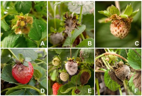 Symptoms of Botrytis cinerea infections in strawberry. Panel A shows a... | Download Scientific ...