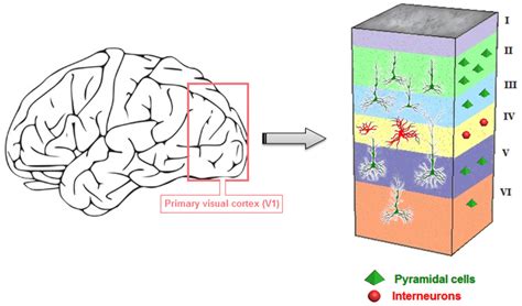 Figure 2. Organization of the primary visual cortex | Scientific Diagram