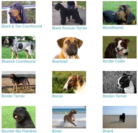 Can you name all of the 344 dog breeds in the world? - 世界愛犬聯盟