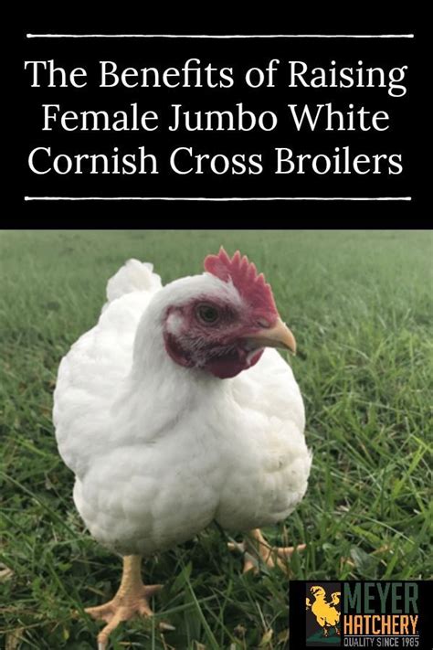 The Benefits of Raising Female Cornish Cross Broilers | Meyer Hatchery | Meat birds, Broiler ...