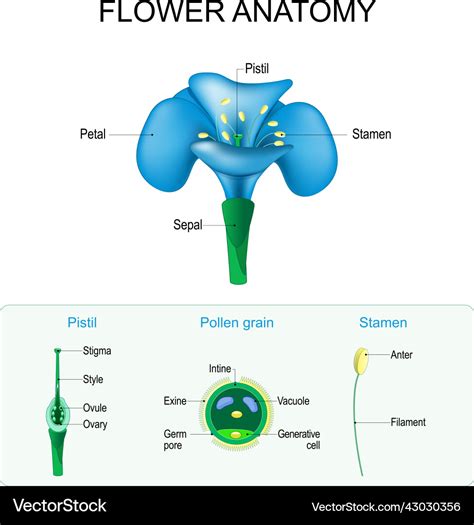 Draw A Well Labelled Diagram Of L S Of A Pistil Of A Flower Showing Th ...