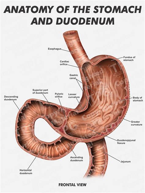 Stomach and Duodenum Anatomy - Order