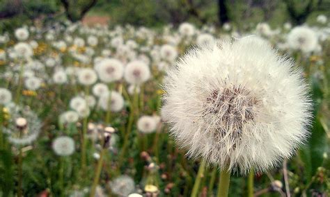 wild flora of Greek nature Photograph by Aris Anthopoulos - Fine Art America