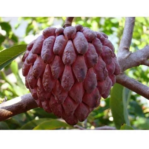 Dried Annona Squamosa Seeds at best price in Dehradun | ID: 14991004791