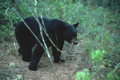 Two-Day Florida Hunt Is Brutal for Bears: 295 Killed - Newsweek