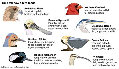 Bird Bills: Functions and Adaptations – Nature Blog Network