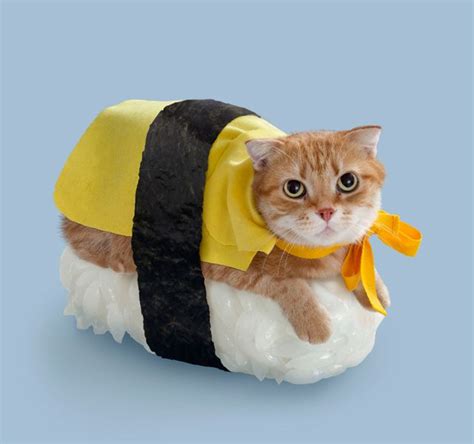 8-adorable-sushi-costumes-from-this-halloween-that-will-make-you-cry ⋆ ...