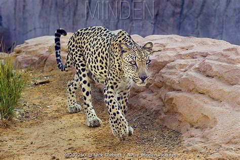 Arabian Leopard stock photo - Minden Pictures